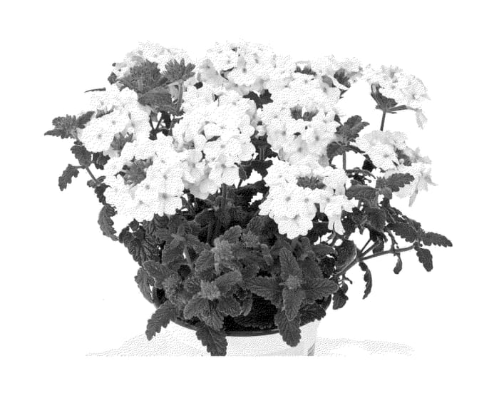 Figure 1 of US plant patent PP23660, the photograph of Duempflawi printed in the patent.