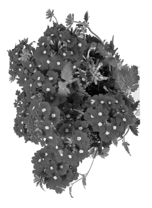 Figure 1 of US plant patent PP23661, the photograph of Duempdarech printed in the patent.