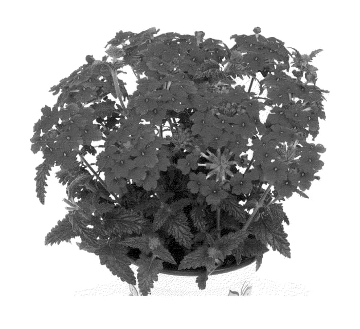 Figure 1 of US plant patent PP23662, the photograph of Duempflare printed in the patent.