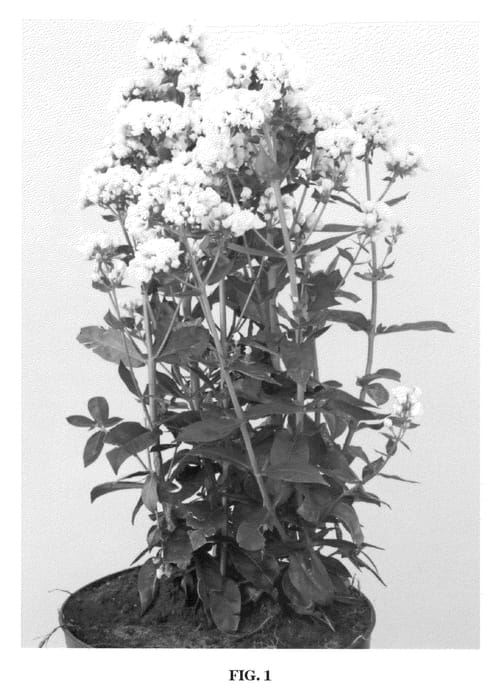Figure 1 of US plant patent PP23663, the photograph of Tiara printed in the patent.