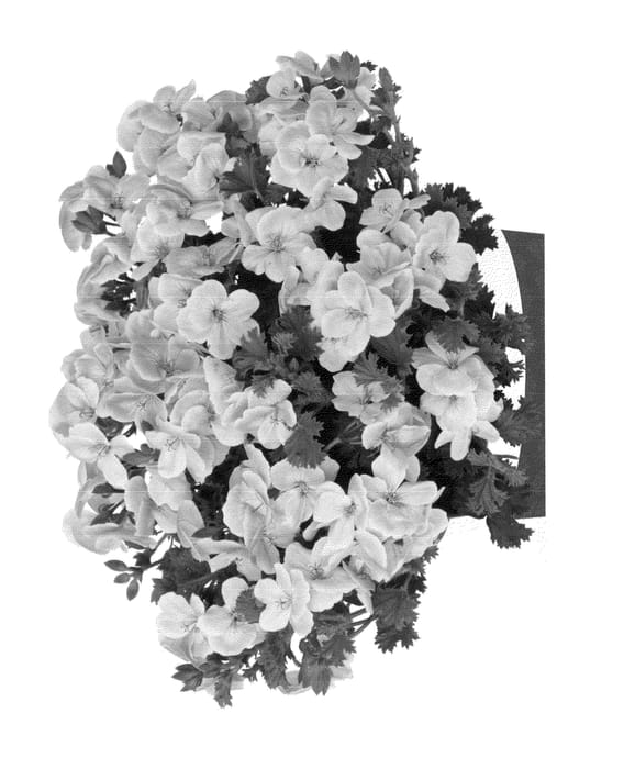 Figure 1 of US plant patent PP23664, the photograph of Kuegrapiso printed in the patent.