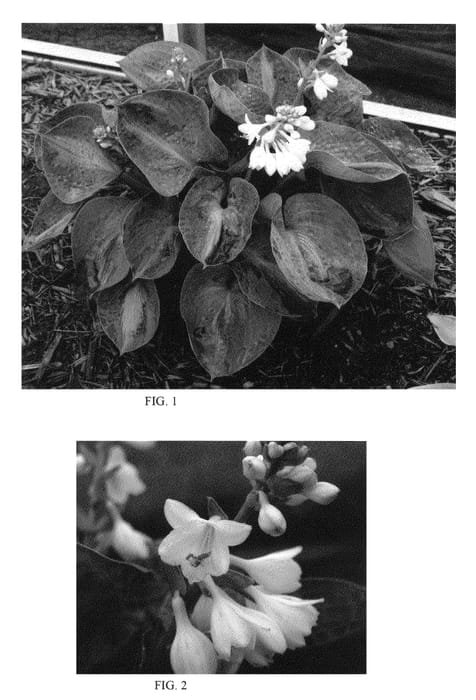 Figure 1 of US plant patent PP23665, the photograph of Rhino Hide printed in the patent.