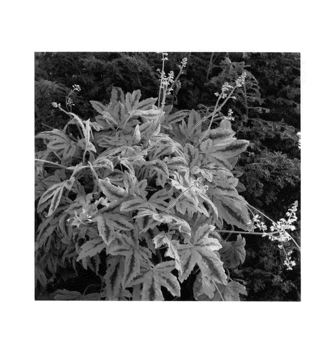 Figure 1 of US plant patent PP23666, the photograph of Sunrise Falls printed in the patent.