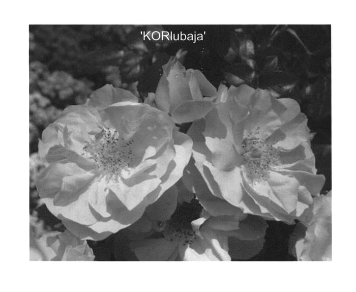 Figure 1 of US plant patent PP23667, the photograph of KORlubaja printed in the patent.