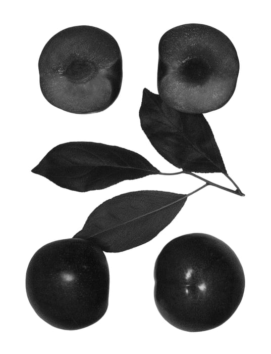 Figure 1 of US plant patent PP23668, the photograph of Glory Red printed in the patent.