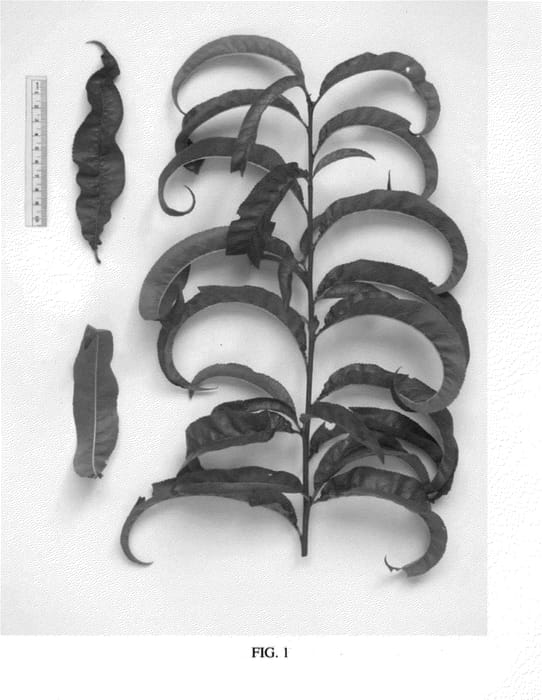 Figure 1 of US plant patent PP23669, the photograph of NJ354 printed in the patent.