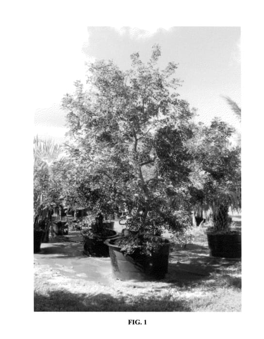 Figure 1 of US plant patent PP23670, the photograph of Ingram's red printed in the patent.