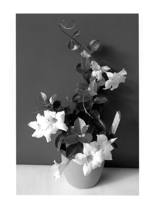 Figure 1 of US plant patent PP23671, the photograph of Lanmichigan printed in the patent.