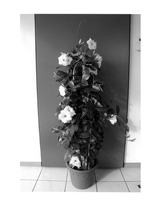 Figure 1 of US plant patent PP23672, the photograph of Lanarizona printed in the patent.