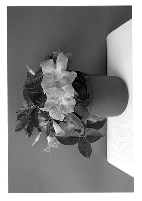 Figure 1 of US plant patent PP23673, the photograph of Lannebraska printed in the patent.