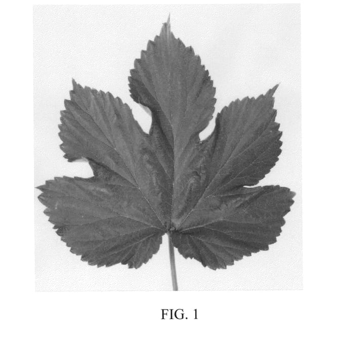Figure 1 of US plant patent PP23674, the photograph of Delta printed in the patent.