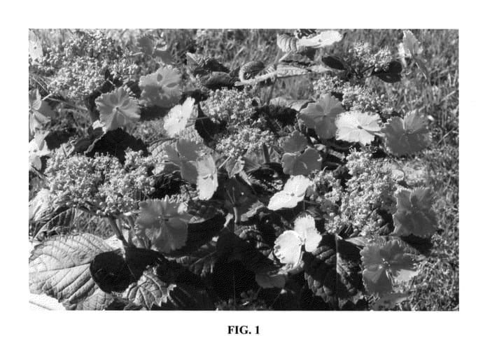 Figure 1 of US plant patent PP23675, the photograph of Cotton Candy Two printed in the patent.