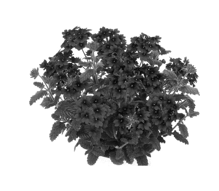 Figure 1 of US plant patent PP23676, the photograph of Duempflavibu printed in the patent.