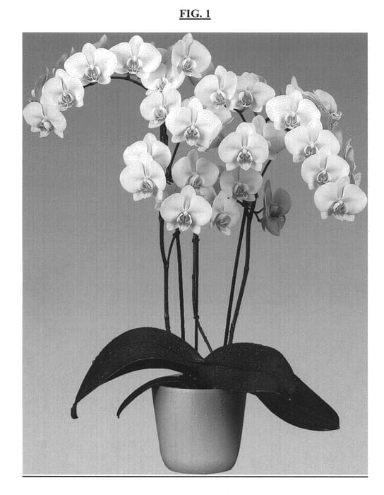 Figure 1 of US plant patent PP23677, the photograph of Feeling Groovy printed in the patent.