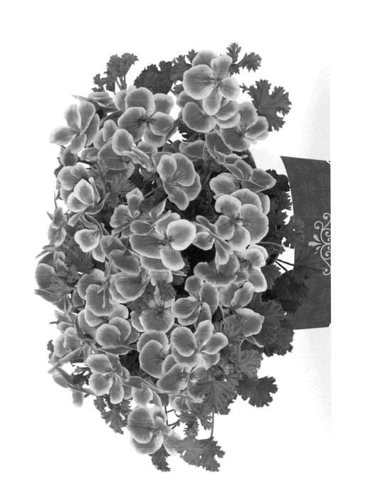 Figure 1 of US plant patent PP23678, the photograph of Kuegrapipink printed in the patent.