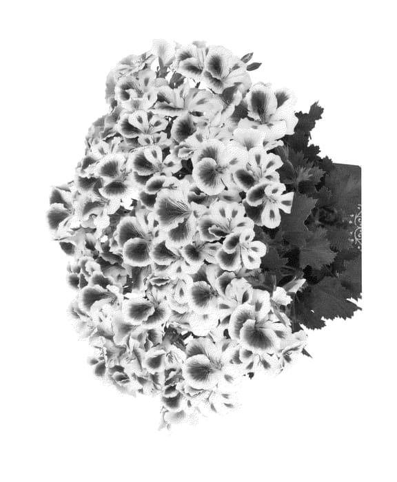 Figure 1 of US plant patent PP23679, the photograph of Kuegrarow printed in the patent.