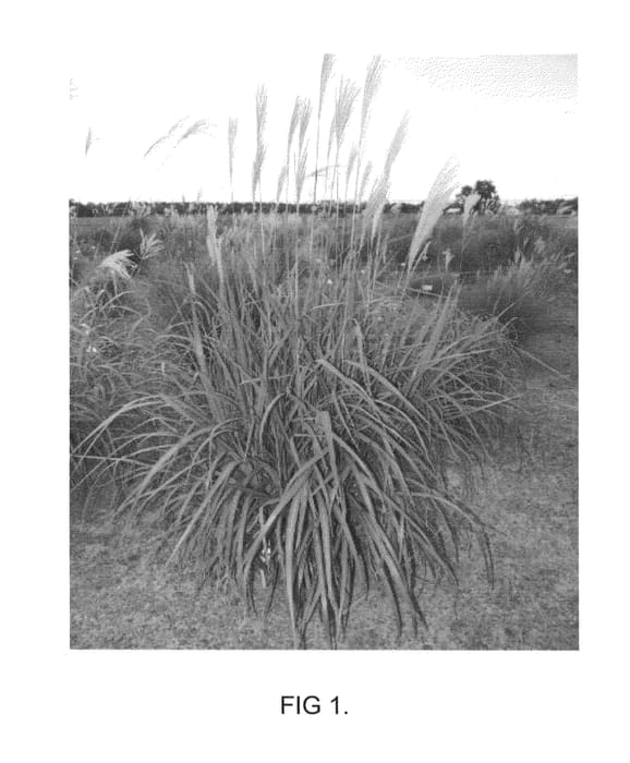 Figure 1 of US plant patent PP23680, the photograph of MBS 1001 printed in the patent.