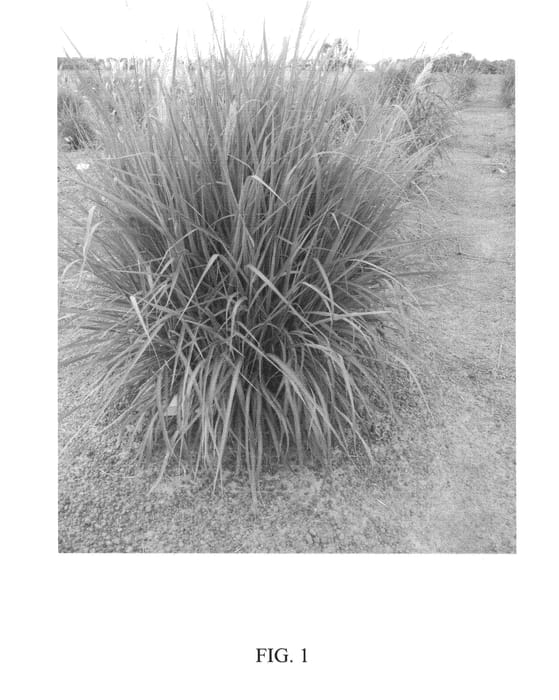 Figure 1 of US plant patent PP23681, the photograph of MBS 7003 printed in the patent.