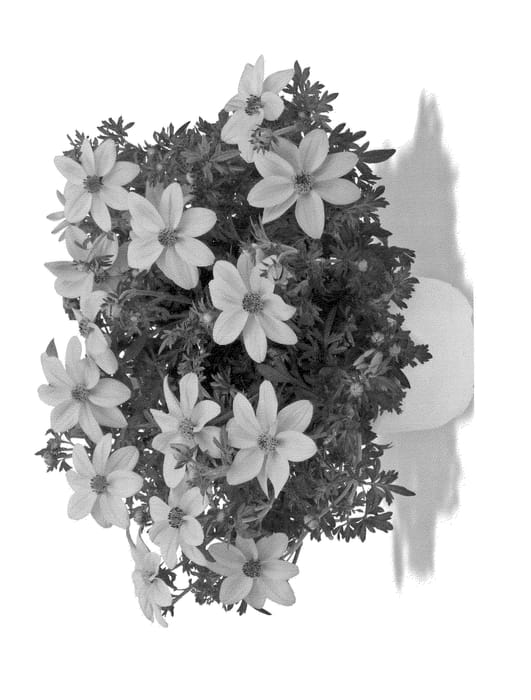 Figure 1 of US plant patent PP23682, the photograph of Duebigonbi printed in the patent.