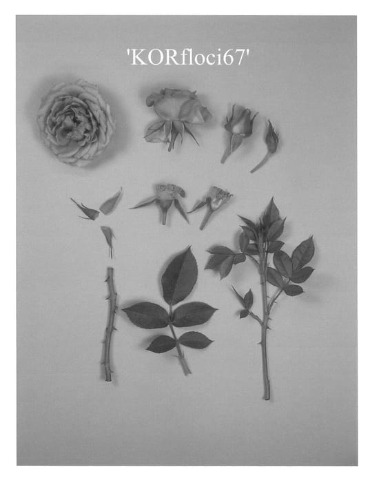 Figure 1 of US plant patent PP23683, the photograph of KORfloci67 printed in the patent.