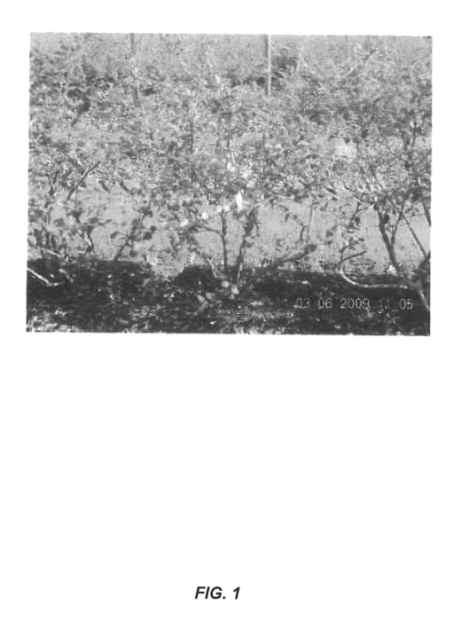 Figure 1 of US plant patent PP23684, the photograph of C95-12 printed in the patent.