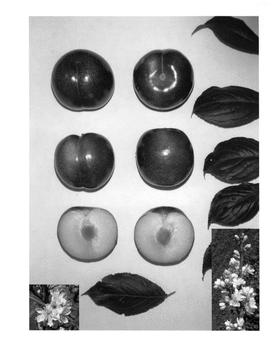 Figure 1 of US plant patent PP23685, the photograph of Plumcandy X printed in the patent.