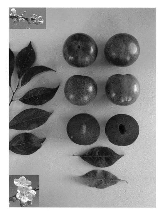 Figure 1 of US plant patent PP23686, the photograph of Plumsweet XIV printed in the patent.