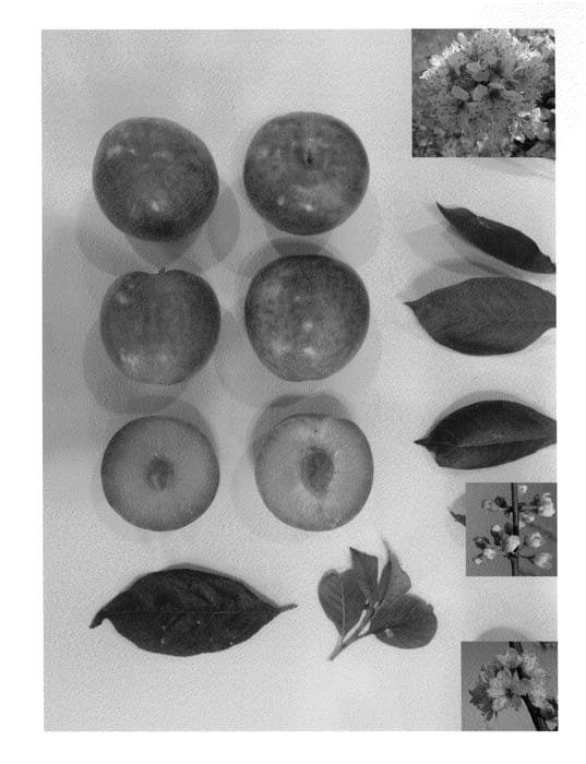 Figure 1 of US plant patent PP23687, the photograph of Plumsweet XV printed in the patent.