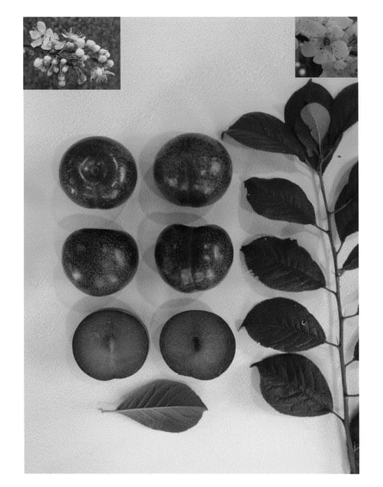 Figure 1 of US plant patent PP23688, the photograph of Plumred VII printed in the patent.