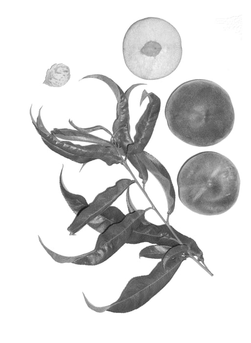 Figure 1 of US plant patent PP23689, the photograph of Burpeachtwentyeight printed in the patent.