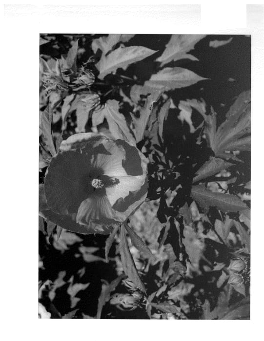 Figure 1 of US plant patent PP23690, the photograph of Kui Nuku printed in the patent.