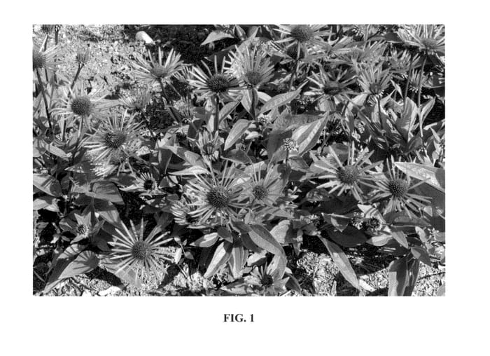 Figure 1 of US plant patent PP23691, the photograph of Burgundy Fireworks printed in the patent.