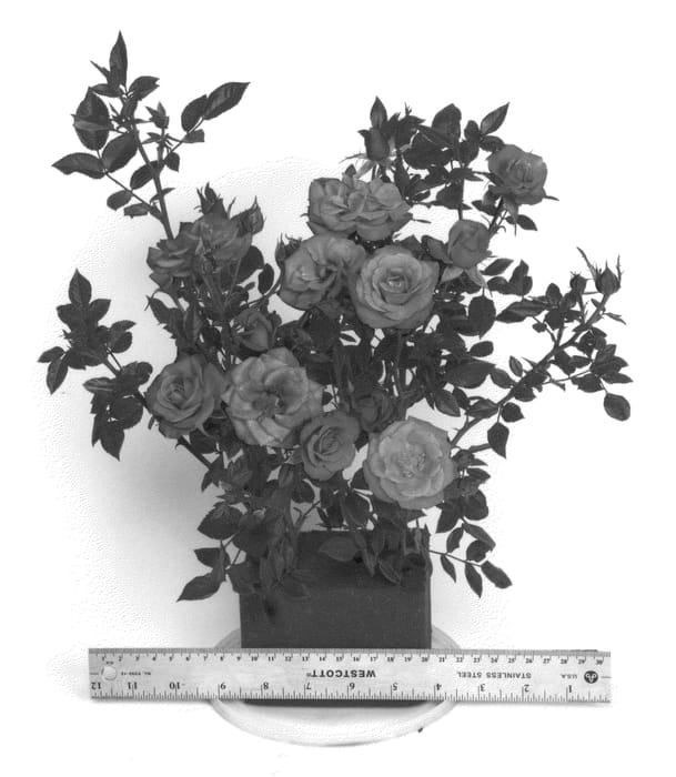 Figure 1 of US plant patent PP23692, the photograph of WEKwisogoma printed in the patent.