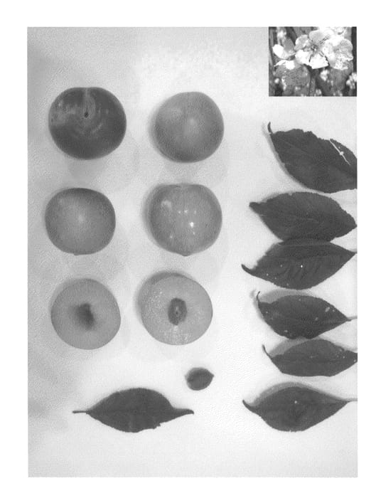 Figure 1 of US plant patent PP23693, the photograph of Greensweet XXI printed in the patent.