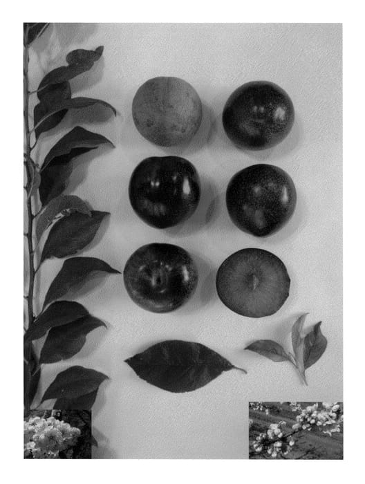 Figure 1 of US plant patent PP23694, the photograph of Blackred IX printed in the patent.