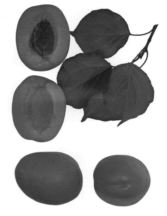 Figure 1 of US plant patent PP23695, the photograph of Country Cot printed in the patent.