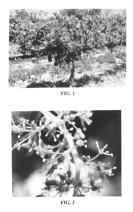 Figure 1 of US plant patent PP23696, the photograph of M 48-42 printed in the patent.