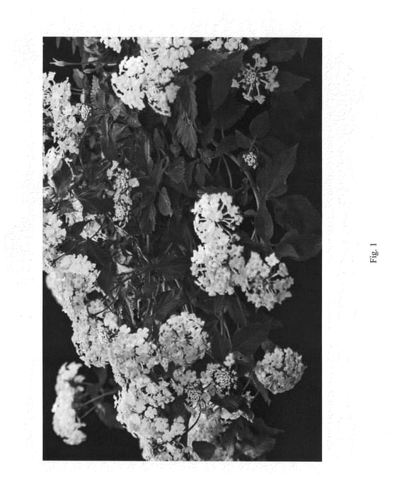 Figure 1 of US plant patent PP23697, the photograph of ELESHINE printed in the patent.