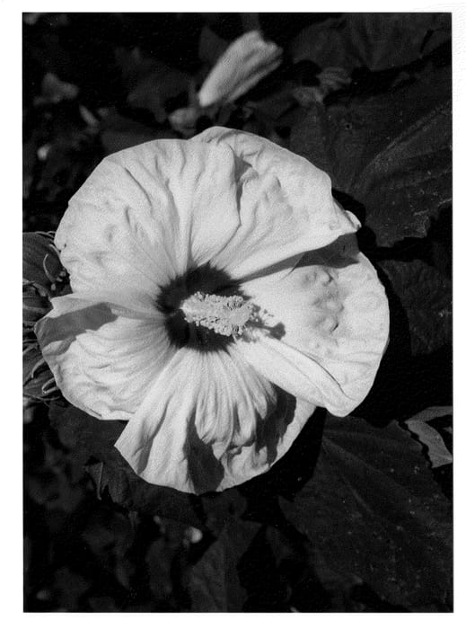 Figure 1 of US plant patent PP23698, the photograph of New Old Yella printed in the patent.