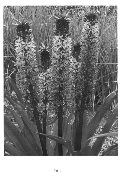 Figure 1 of US plant patent PP23699, the photograph of EUW061 printed in the patent.