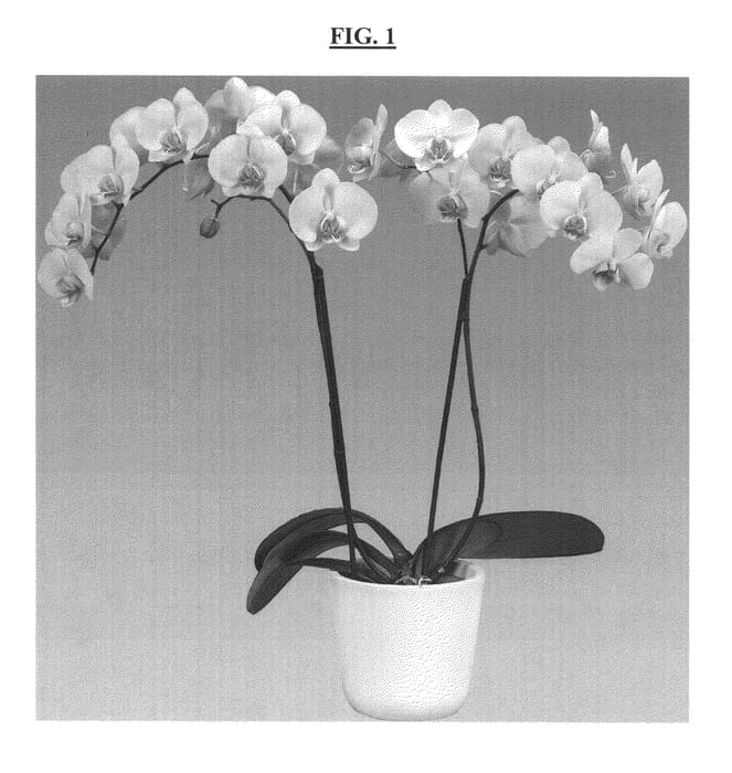 Figure 1 of US plant patent PP23700, the photograph of Confidence printed in the patent.