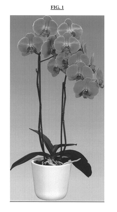 Figure 1 of US plant patent PP23701, the photograph of Pacific Point printed in the patent.