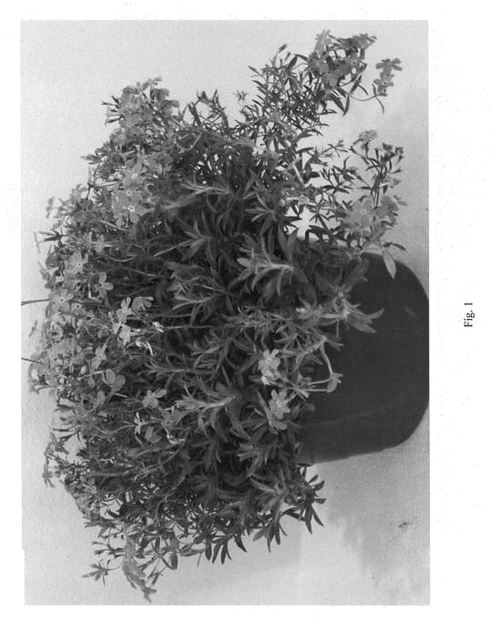 Figure 1 of US plant patent PP23702, the photograph of PPPHL07301 printed in the patent.