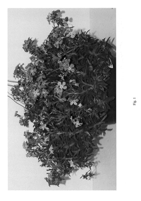 Figure 1 of US plant patent PP23703, the photograph of PPPHL0604 printed in the patent.