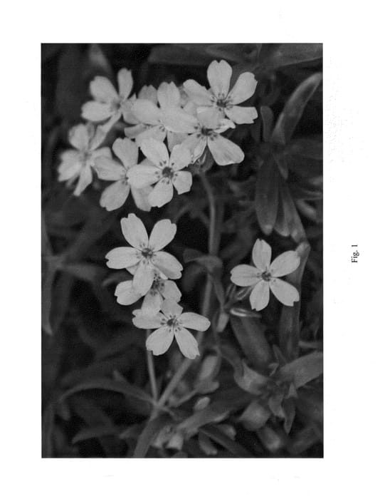 Figure 1 of US plant patent PP23704, the photograph of PPPHL0623 printed in the patent.