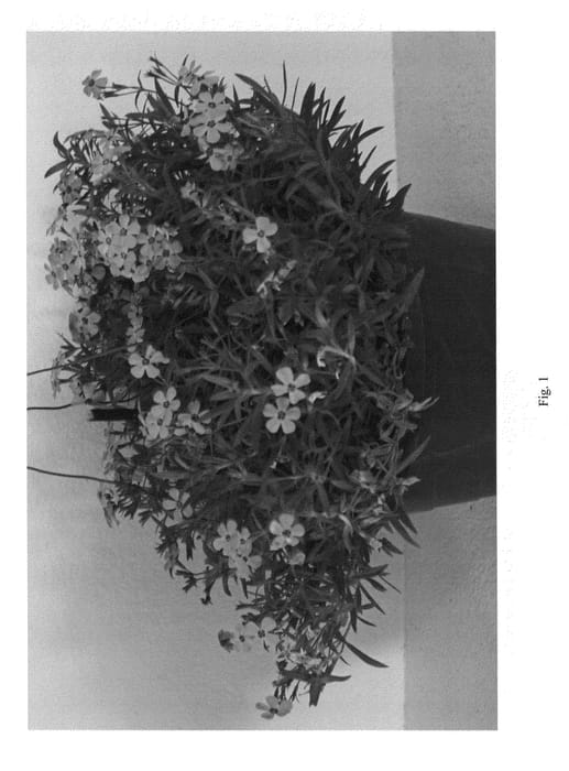 Figure 1 of US plant patent PP23705, the photograph of PPPHL07201 printed in the patent.