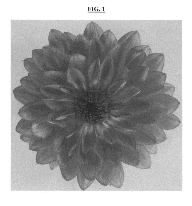 Figure 1 of US plant patent PP23706, the photograph of DATYVE printed in the patent.