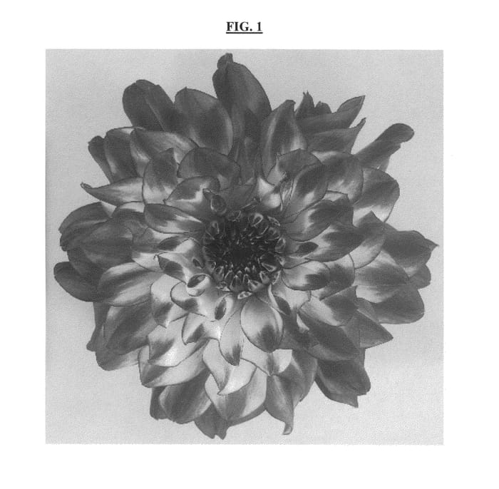 Figure 1 of US plant patent PP23707, the photograph of DAENOGTYVE printed in the patent.