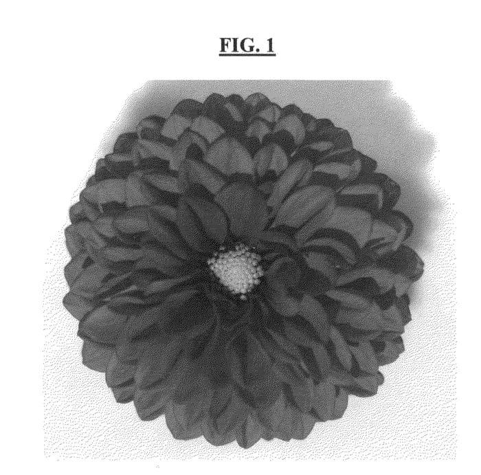 Figure 1 of US plant patent PP23708, the photograph of DATOOGTYVE printed in the patent.