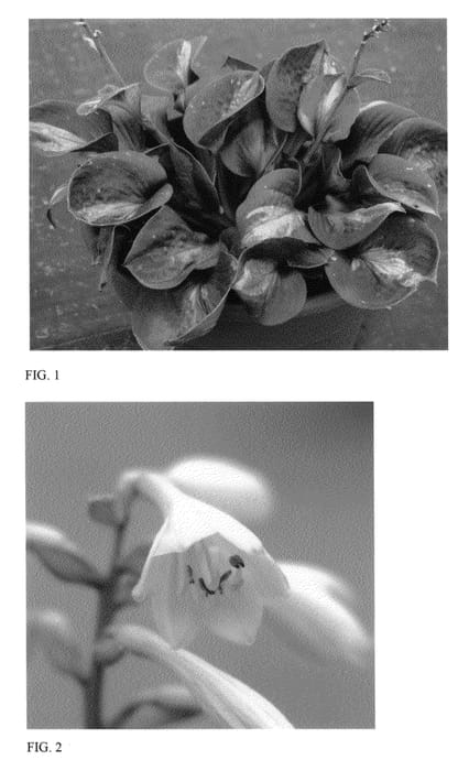 Figure 1 of US plant patent PP23709, the photograph of Pocketful of Sunshine printed in the patent.